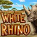 Play White Rhino now at Silver Oak Casino!